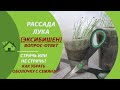 Рассада лука Эксибишен - Стричь или нет? Надо ли убирать с рассады семена (оболочку семени)?