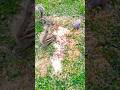 Squirrels Grey jaysh Enjoy Food 🍱 #shorts #shorts #shortsfeed #youtubeshorts #animals #nature #cute