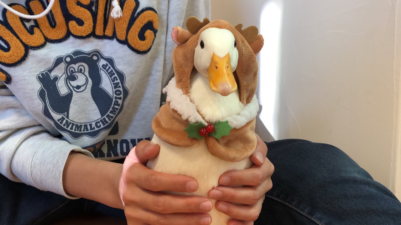 トナカイピコとブッチーサンタ。（コールダック）Christamas 2020.