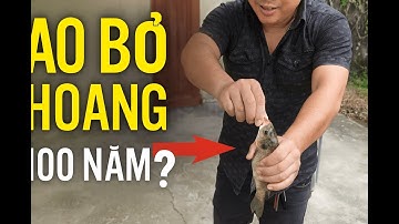 Câu Cá Trong Ao Bỏ Hoang 100 Năm (Phần 2) – Không ngờ tới cá nhiều đến thế