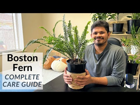 Boston Fern Complete