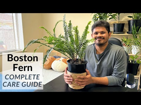 Vídeo: Boston Fern Light Needs - Requisitos de luz para Boston Samambaias