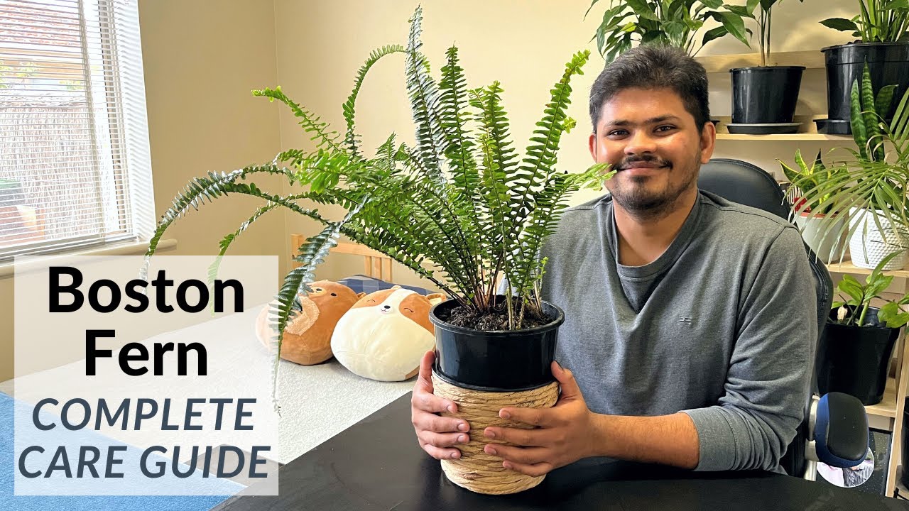 Boston Fern Complete Care Guide Easiest Way To Avoid Brown and Yellow Leaves YouTube