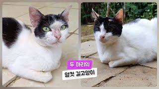 두 마리의 암컷 길고양이