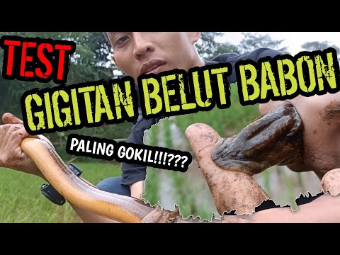 Video: Apakah belut punya gigi?