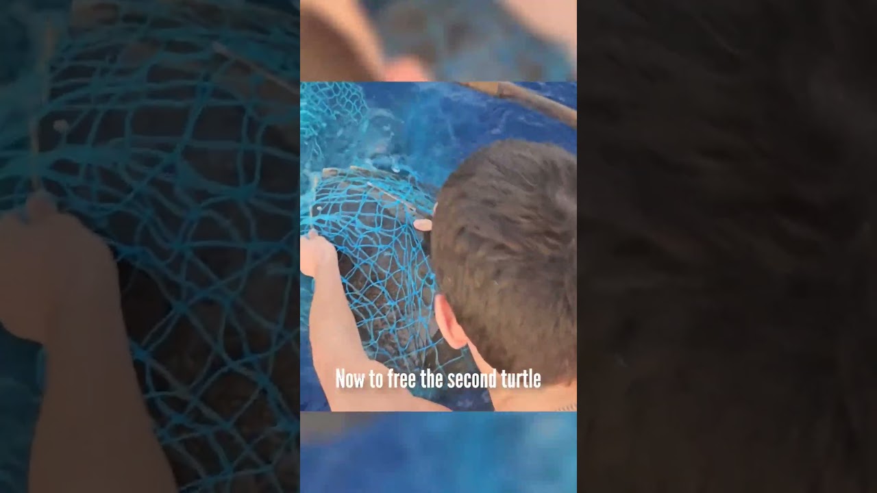 SEA TURTLES CAUGHT IN GHOST NET #indianocean #sailing #shorts #nature #ocean