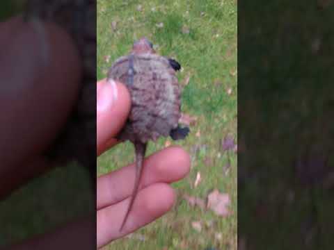 Drew's Quest- Baby Snapping Turtle