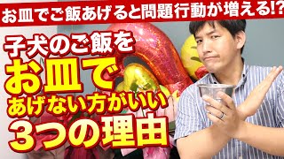 【やってる人多いかも】子犬のご飯をお皿であげない方がいい3つの理由！