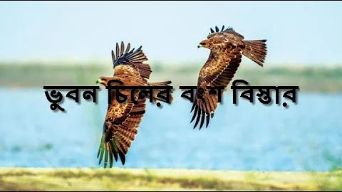 Fastest Animal Makes a Kill  World's Deadliest