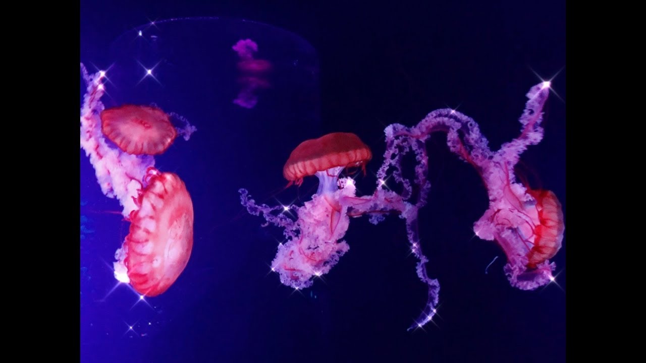 The Mysterious World of Jellyfish - YouTube