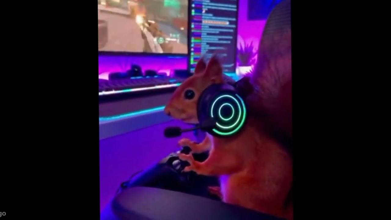 Who said a squirrel can't game