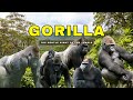 "Gorilla:The Gentle Giant of the Jungle" #Gorilla #WildlifeVideo
