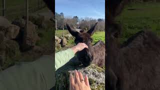 Donkey 🫏 SEDEKAT INI ..BIASA LIAT DARI JAUUH ASLINYA GEDEE BANGETT