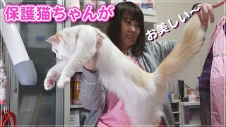 【こなつちゃん】こんなに美しい保護猫は見たこと無い【保護猫】