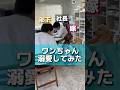 動物は人を変えてしまいます😂#夫婦#鬼嫁#セーヤ社長と美人鬼嫁#滝川畝井哉