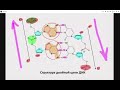 ЕГОР ЛАЙТ - Тема 5. Введение в биосинтез белка