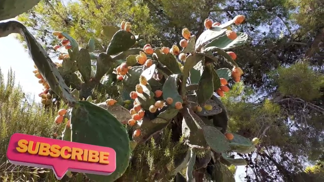 Ep. 2 Drumul spre Insula Kefalonia era sa pierdem Ferry !