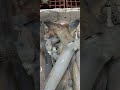 Calamari appena pescati, polpi,saraghi #amazing #fish #fishing