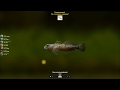 Бычок альпийский, открытие водоема На реке, в игре Трофейная рыбалка 2