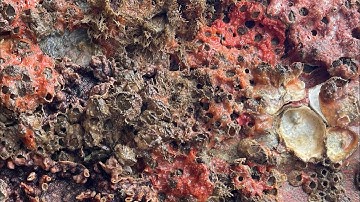 ASMR Boat Clean – Satisfying Barnacle Removal | No Talking (123)