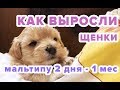 Отчет как выросли наши щенки за 1 месяц. Мальтипу - Дизайнерские собаки