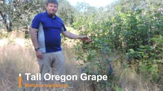 Plant Speed Dating - Tall Oregon Grape (Mahonia aquifolium)