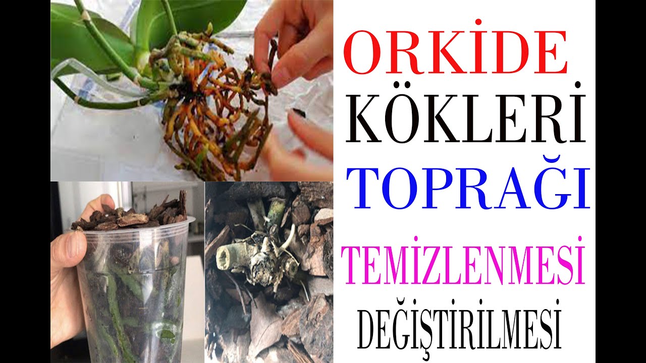 Orkidelerde çürümüş yaprakları ve köklerin temizlenmesi, saksıya orkideyi nasıl ekmelisiniz.