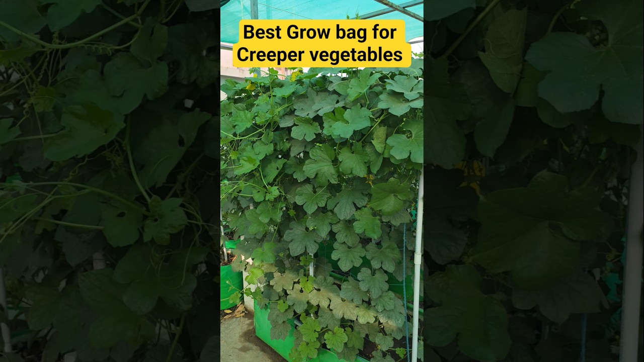 Best Grow bag for Creeper vegetables #gharparkheti #gardening #terracegardenindia #growbaggardening