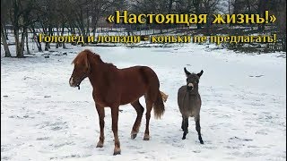 Настоящая жизнь: Гололед - коням коньки не предлагать!