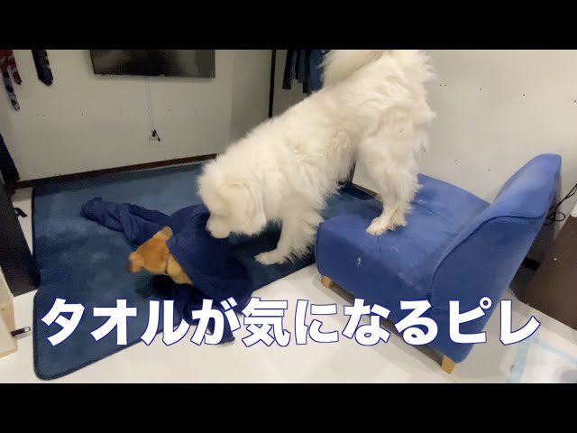 温度調整が難しい　グレートピレニーズは暑い　MIX犬と飼い主は寒い