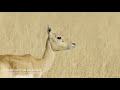 A Young Blackbuck Hopes to Win Over the Ladies 🦌 Into the Wild India | Smithsonian Channel Mp3 Song