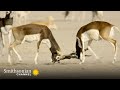 Calla's Mating Behavior and Strategies