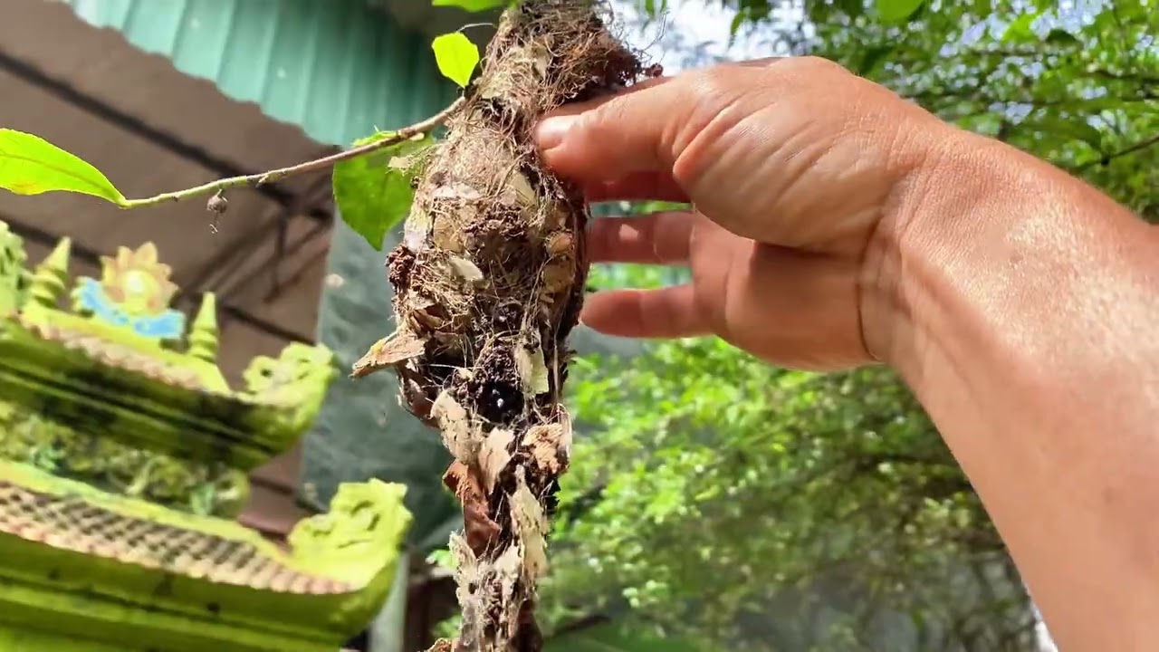 Tổ chim hút mật 5 màu