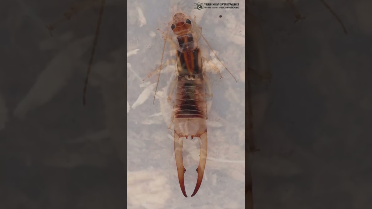 Двухвостки - это не уховёртки. // Clever Cricket 