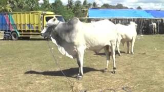 Kontes Kejantanan Sapi Ongole di Sumba, NTT