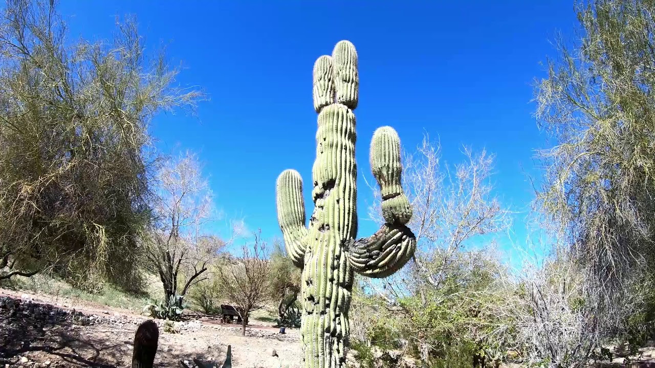 Lake Havasu City State Park Cactus Garden YouTube