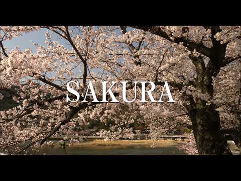 SAKURA【立体音響】