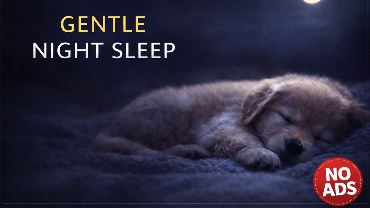 1 Hour Gentle Night Sleep Music for Puppies (DARK MODE).  