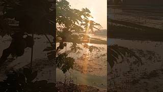 endahna panon poe sore #lagusunda #pemandangan #sawah