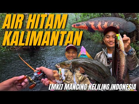 GILA‼️KALIMANTAN SEGANAS INI!! 🔥Berburu Channa Langka di Air Hitam Taman Nasional Sebangau
