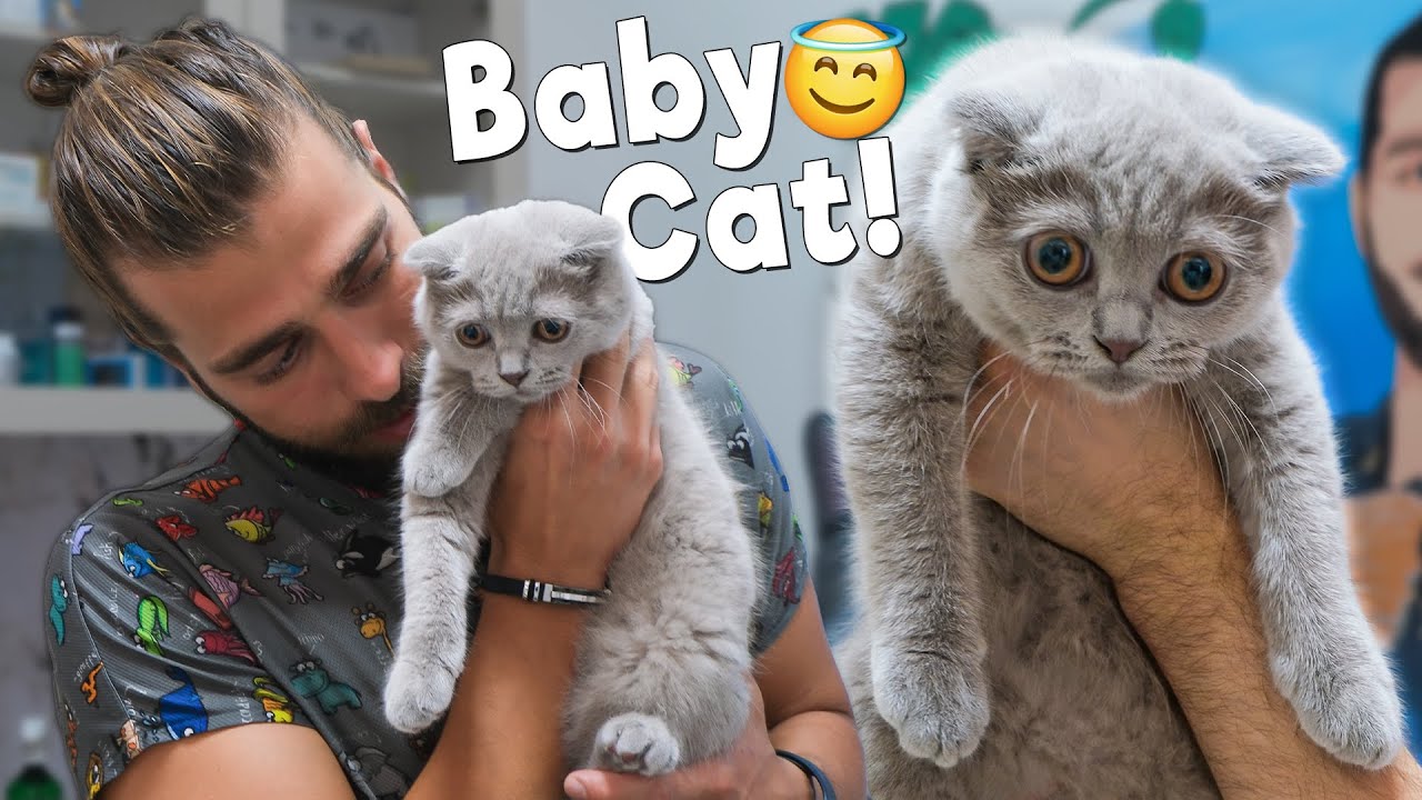 Очаровательный шотландский вислоухий котенок беседует с ветеринаром!