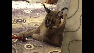 Big Floppa Meets Snake Feat. Justin Caracal