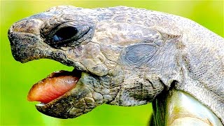 Oldest known living tortoises up to 300 years?