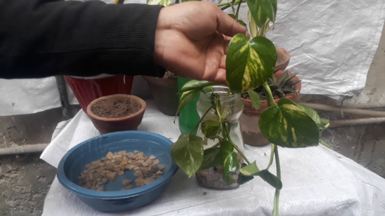 How to grow money plant soil & water YouTube