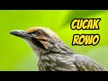 Burung Cucak Rowo (Pycnonotus zeylanicus)