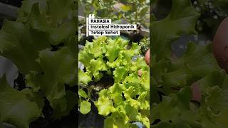The Secret to Keeping Your Hydroponic System Healthy #gardening #gardeningtips #backtonature #hyd...