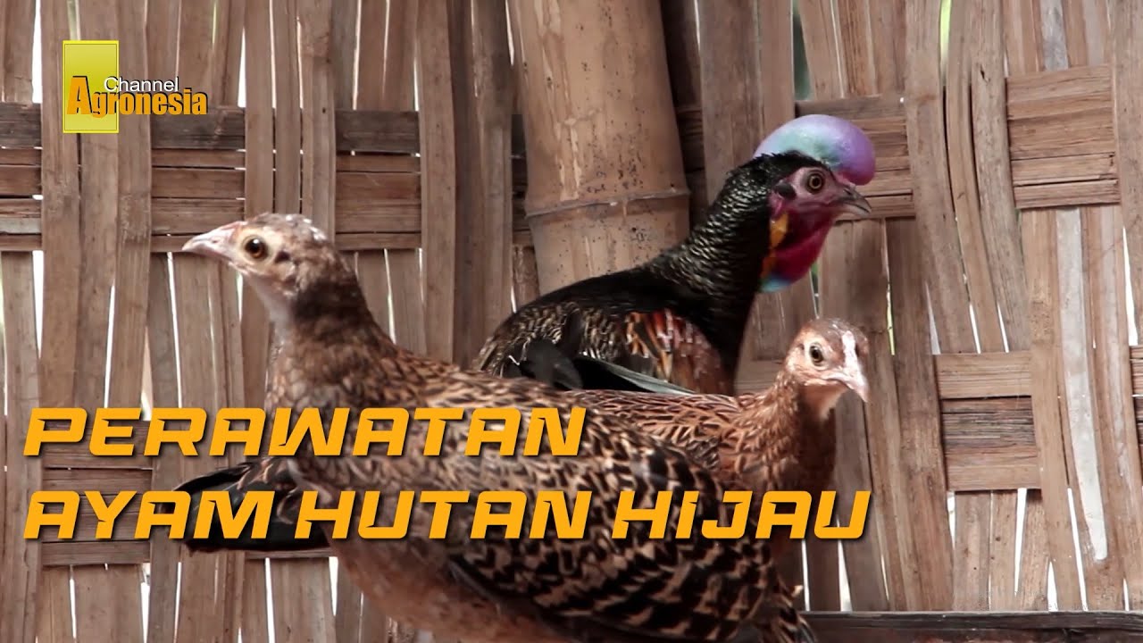 Cara Terbaik Merawat Ayam Hutan Hijau || Agronesia Channel