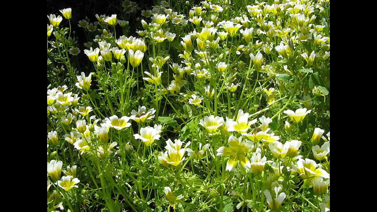 Poached Egg Plants YouTube