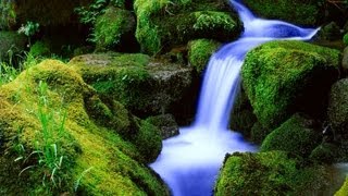 ❀ Forest Creek Compilation @RelaxWithNature