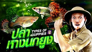 ปลาหางนกยูง เลี้ยงง่าย โตไว มือใหม่ก็เลี้ยงได้ (guppy fish)